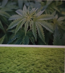 大麻について
